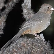 Canyon Towhee